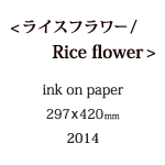 ライスフラワーの説明